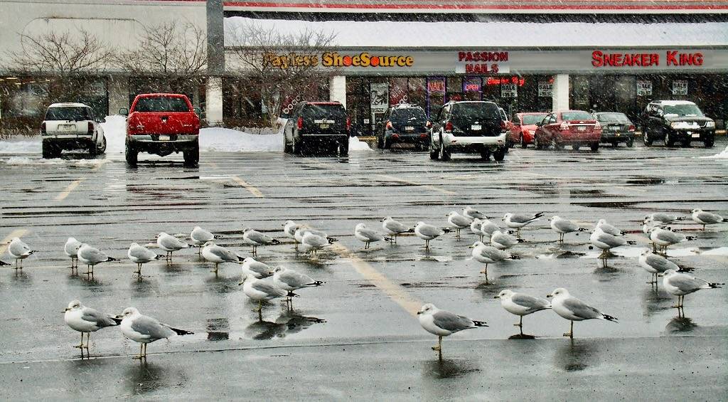 Gathering (1) by Nicholas_T is licensed under CC BY-NC 2.0.